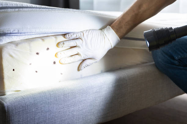 Best Flea Control Services  in Wrangell, AK