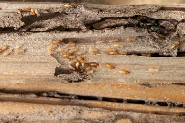 Best Residential Pest Control  in Wrangell, AK